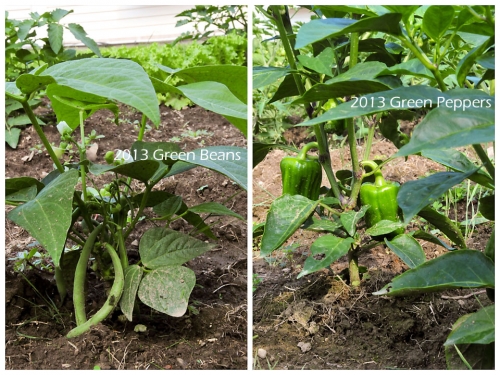 Oh How Our Garden Grows!